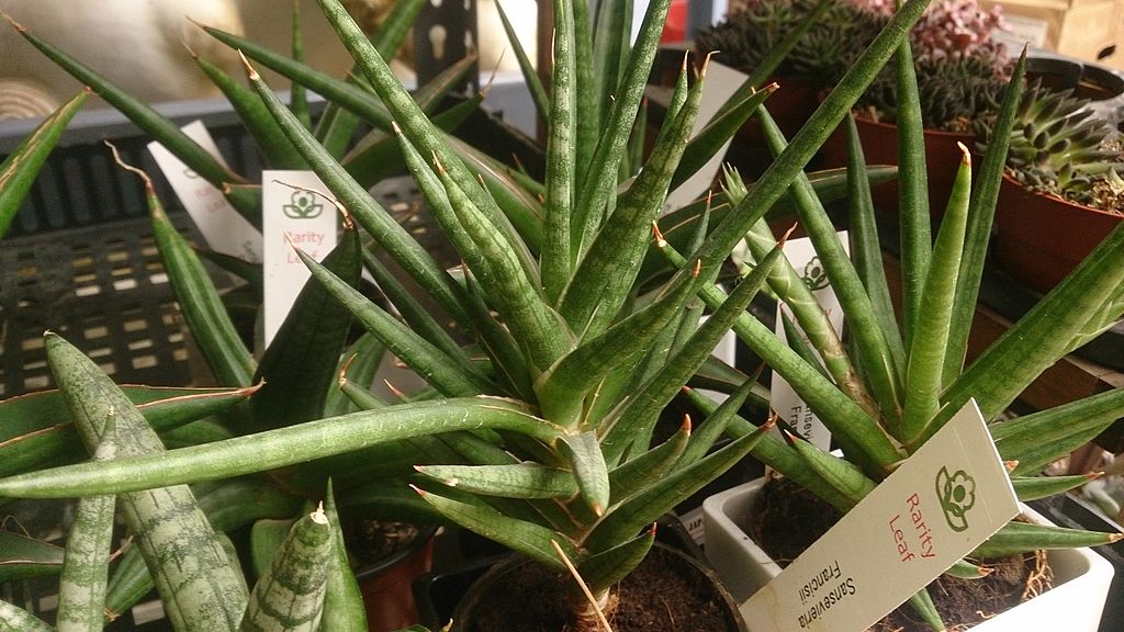 sansevieria francisii