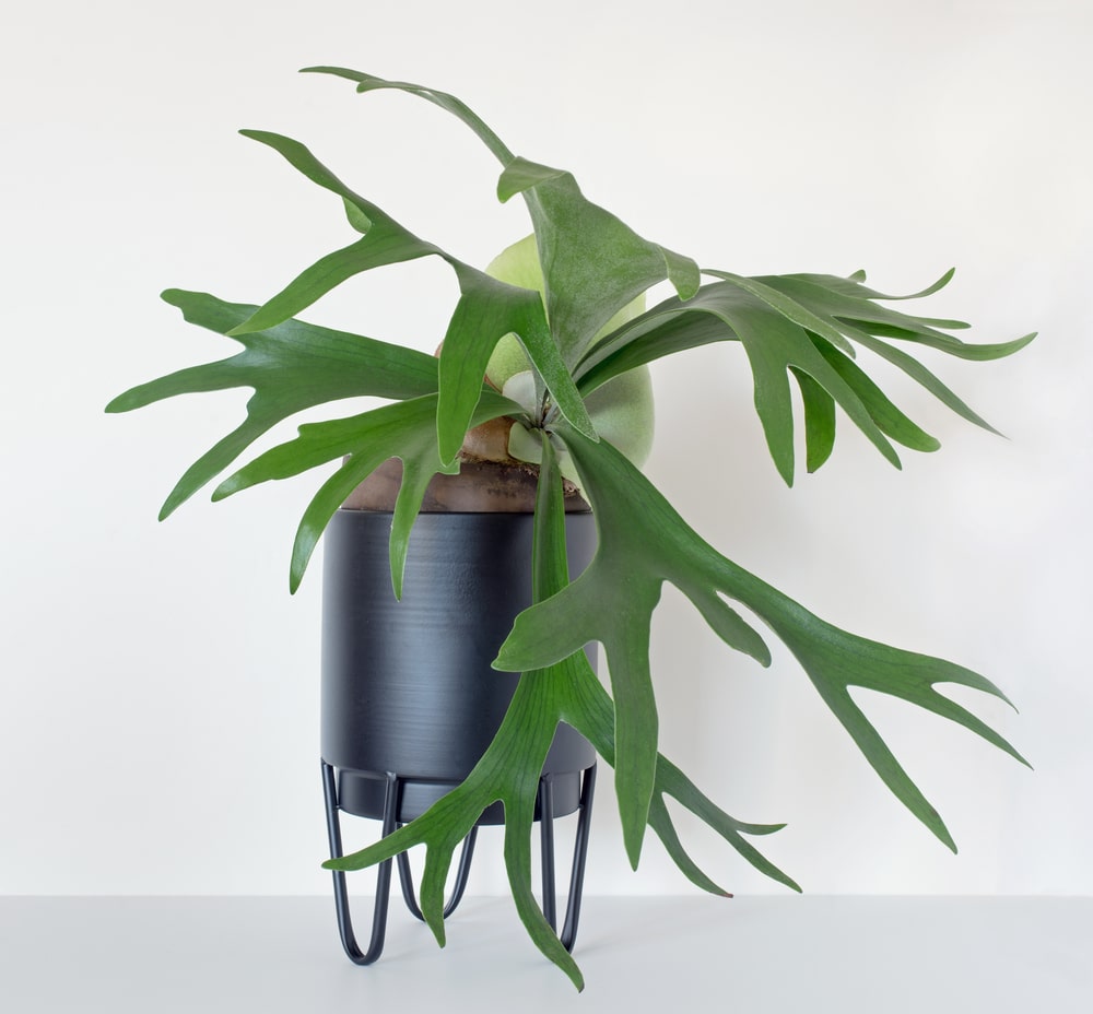 staghorn fern in pot