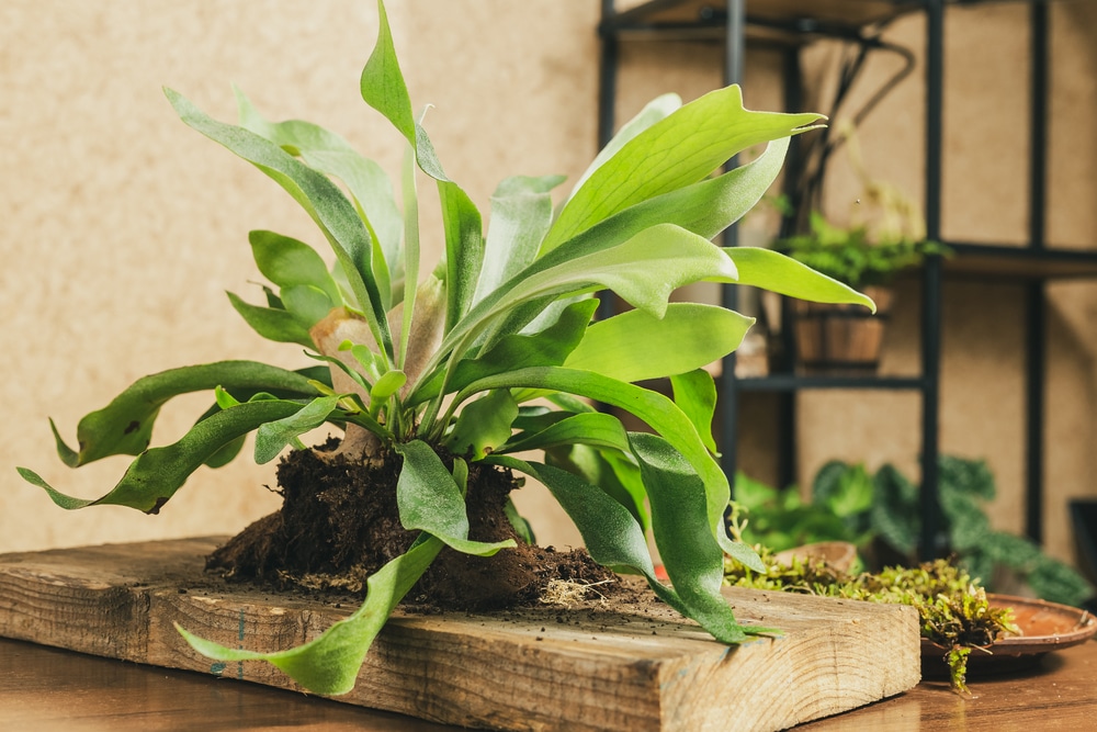 Preparing to Mount Staghorn Fern on Board