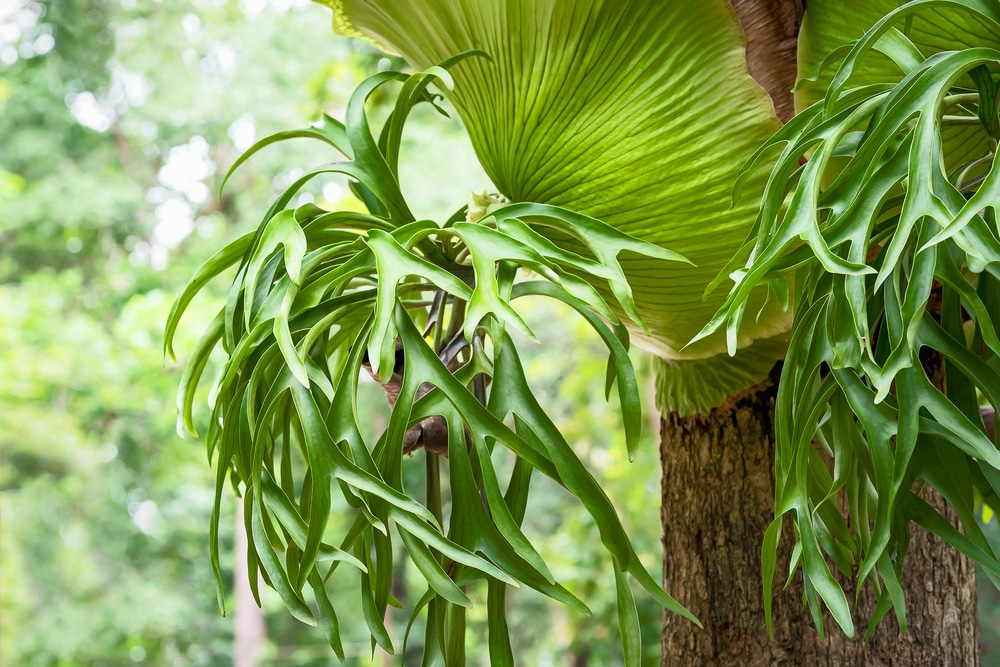 Platycerium superbum (commonly known as the staghorn fern)