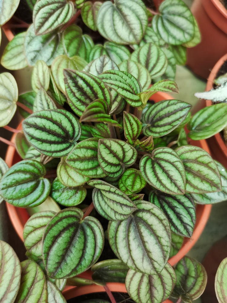 watermelon peperomia argyreia