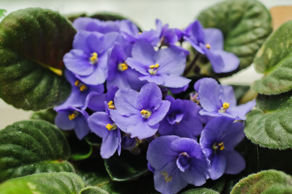 African violet