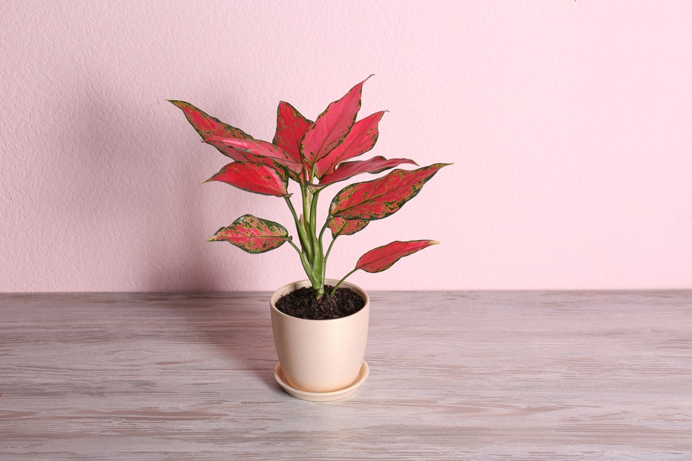 Aglaonema