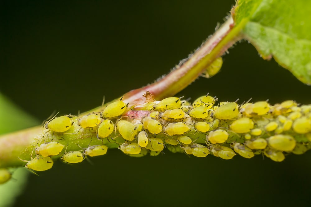 Aphids houseplant pest