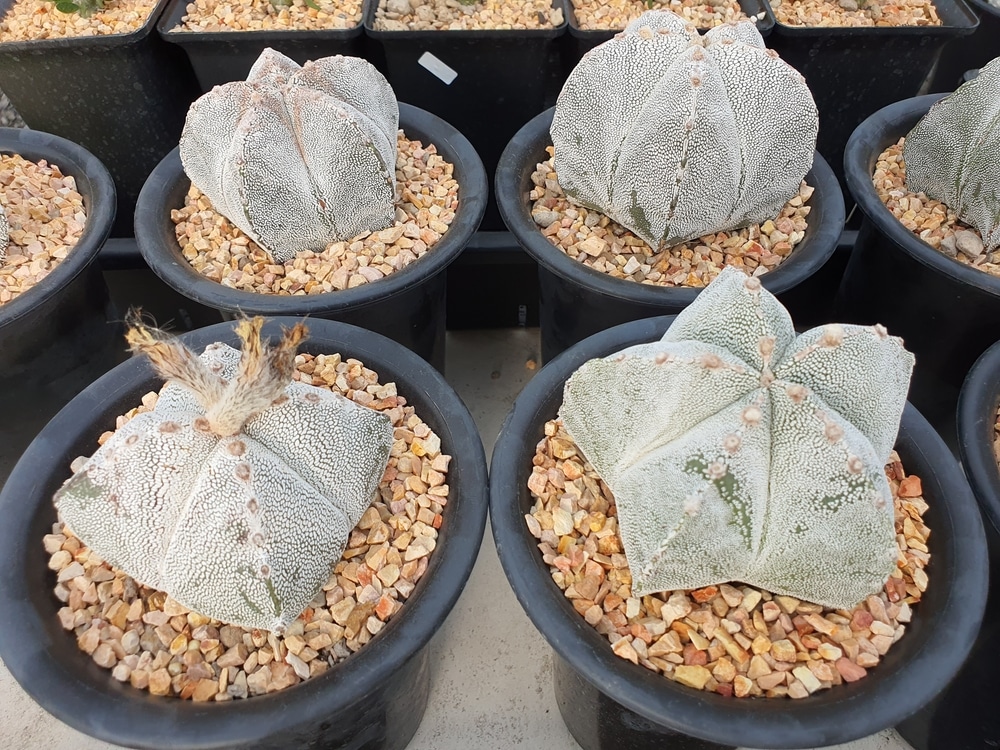 Astrophytum myriostigma