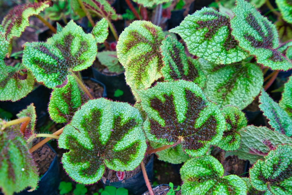 Begonia masoniana