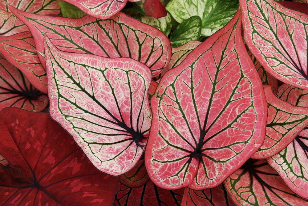 Caladium