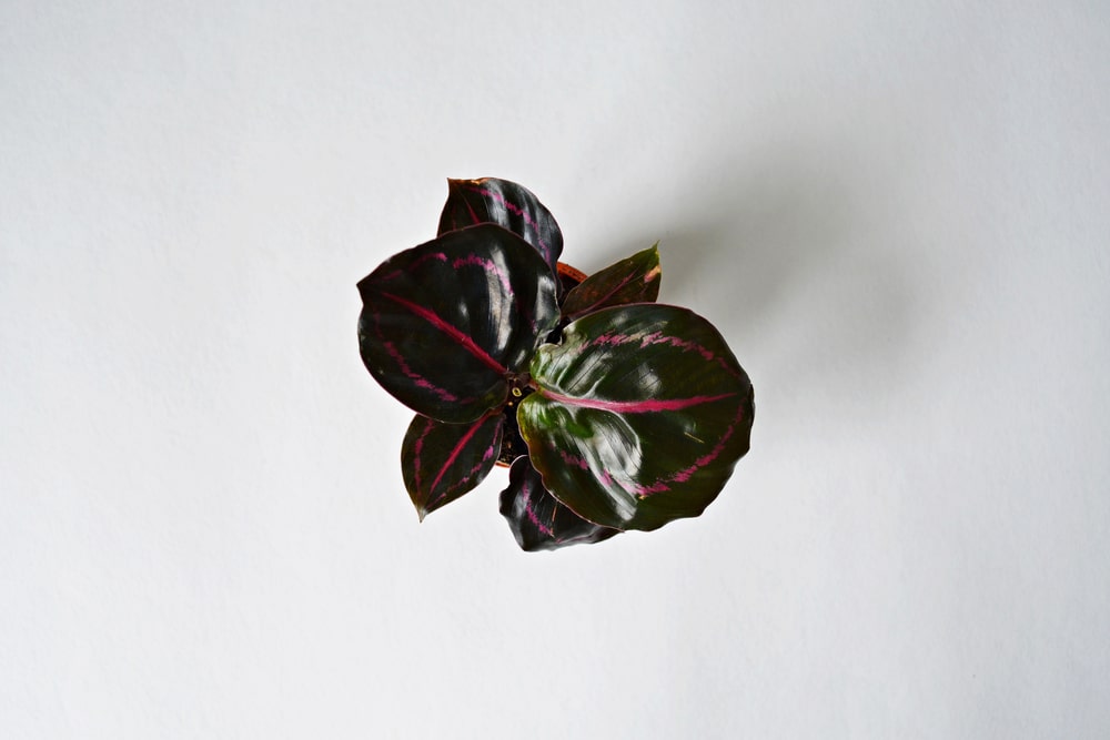 Calathea Roseopicta