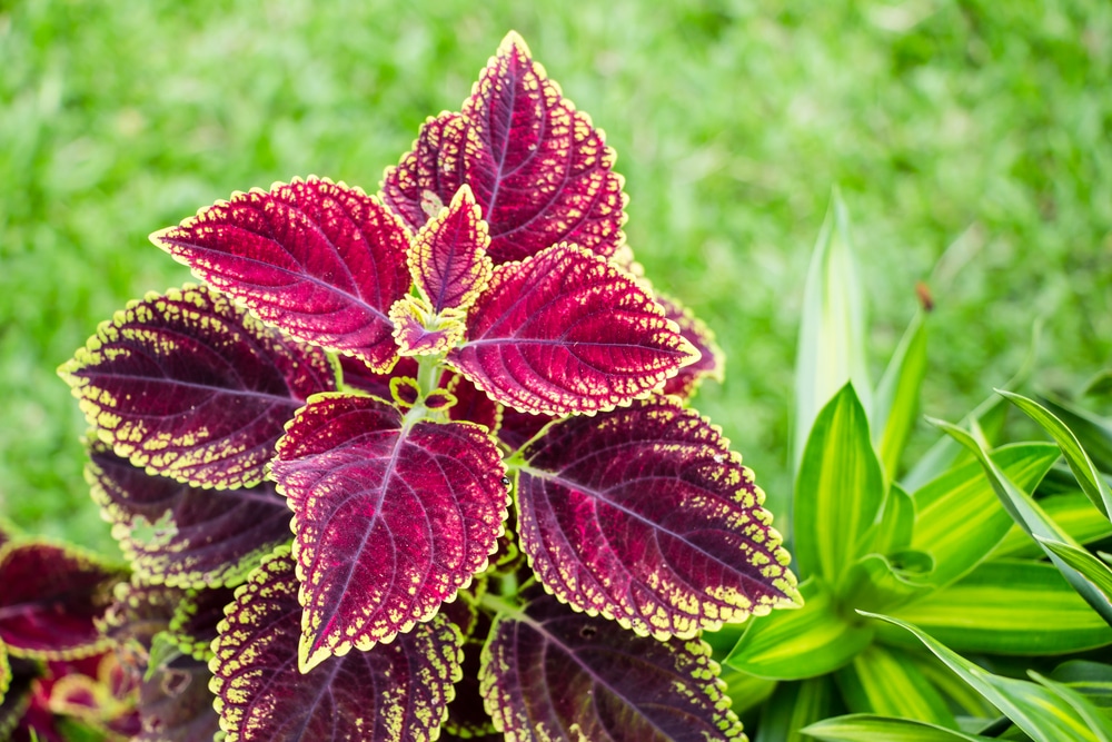 Coleus blumei