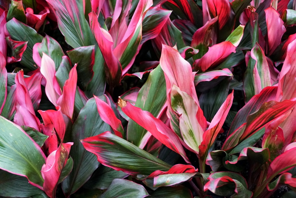 Cordyline fruticosa