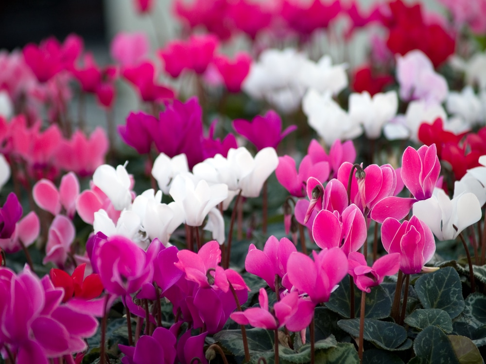 Cyclamen