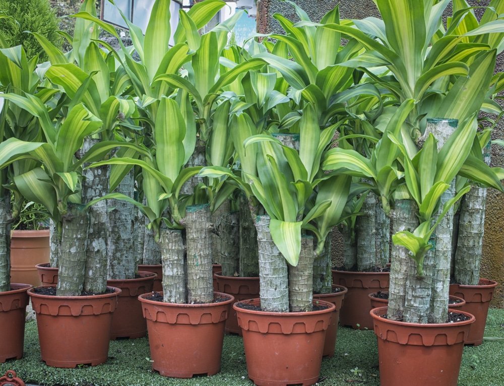 corn plant tree propagation