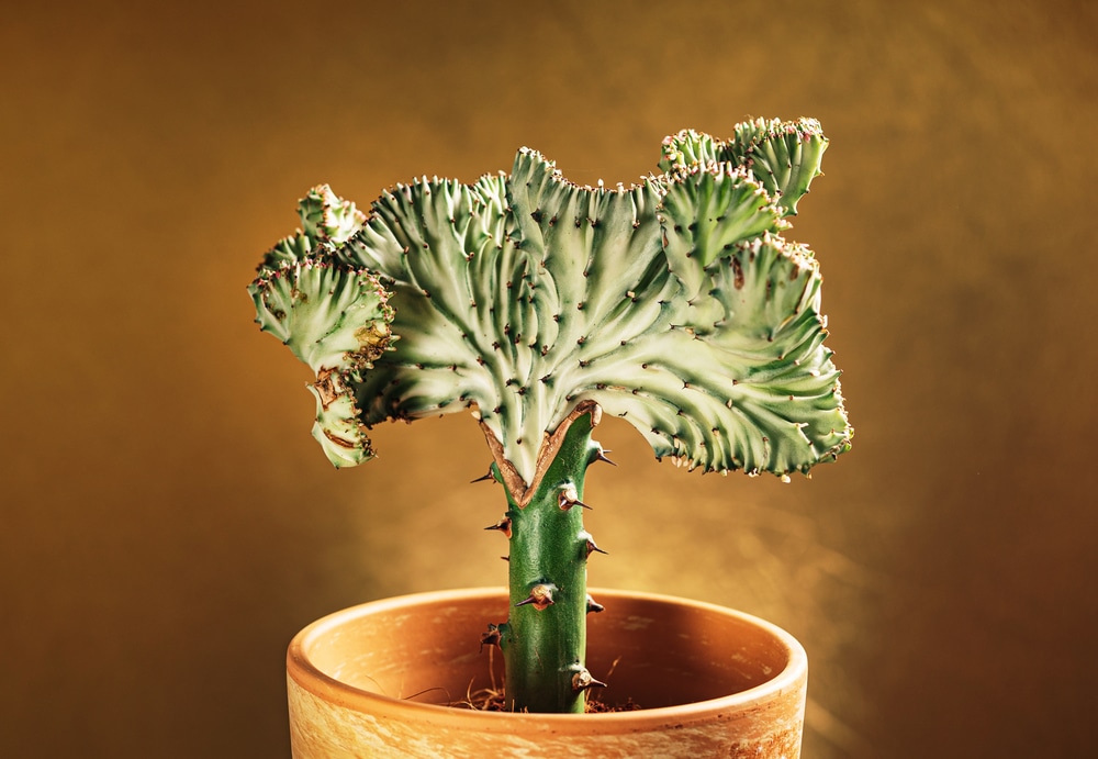 Euphorbia lactea