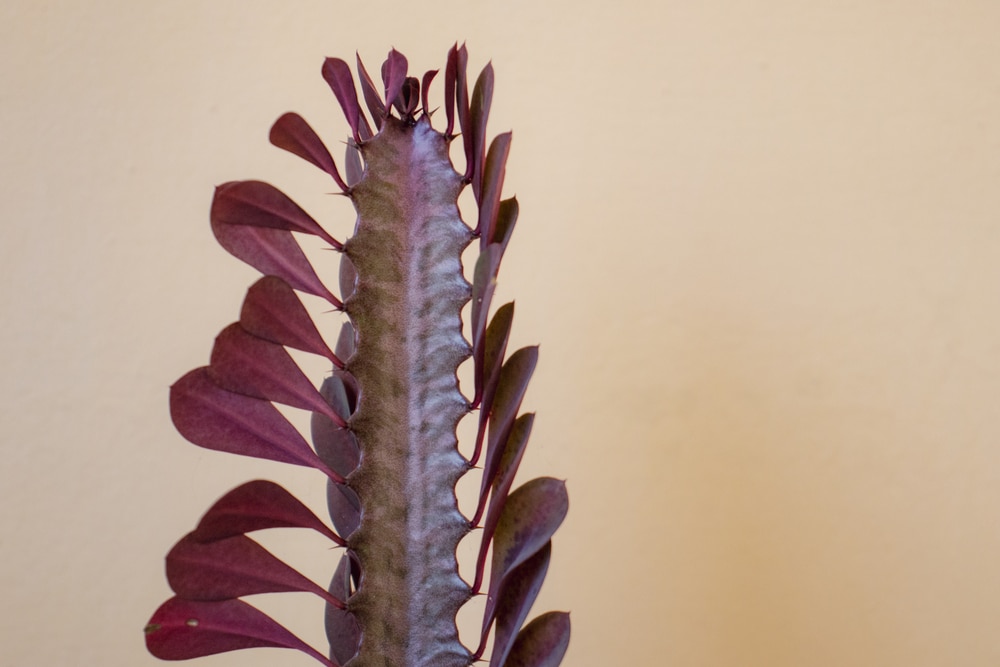 Euphorbia trigona