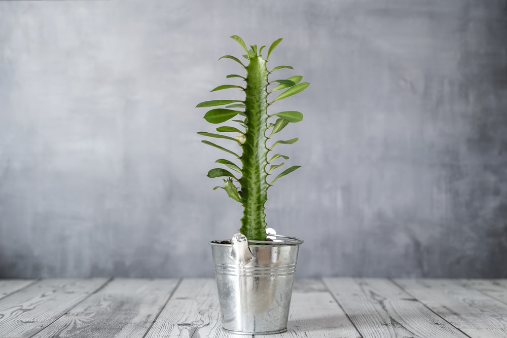 Euphorbia trigona