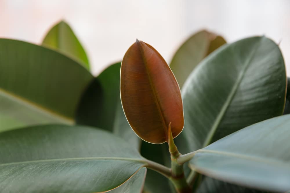 Ficus elastica