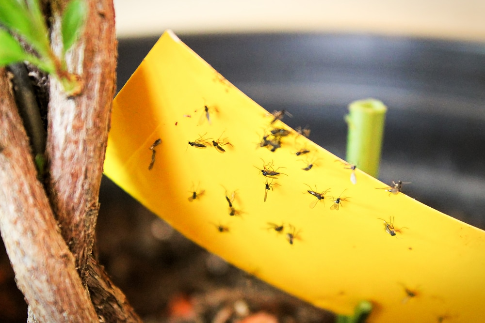 fungus gnats