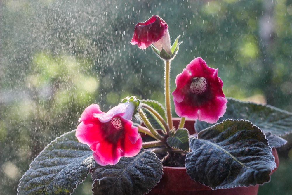 Gloxinia flowering