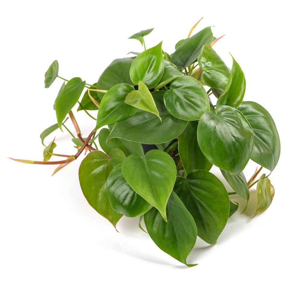 Heart leaf Philodendron