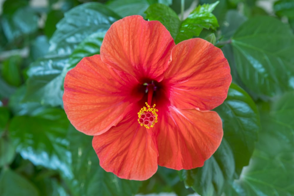 Red hibiscus flower