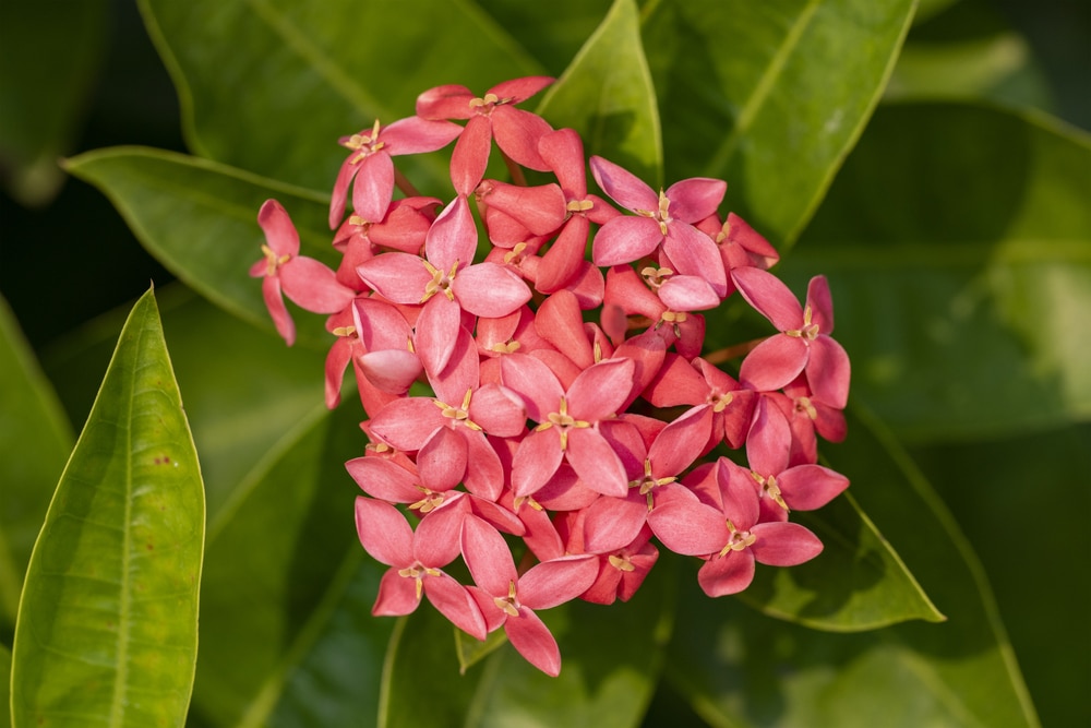 Ixora