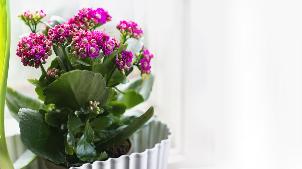 Kalanchoe