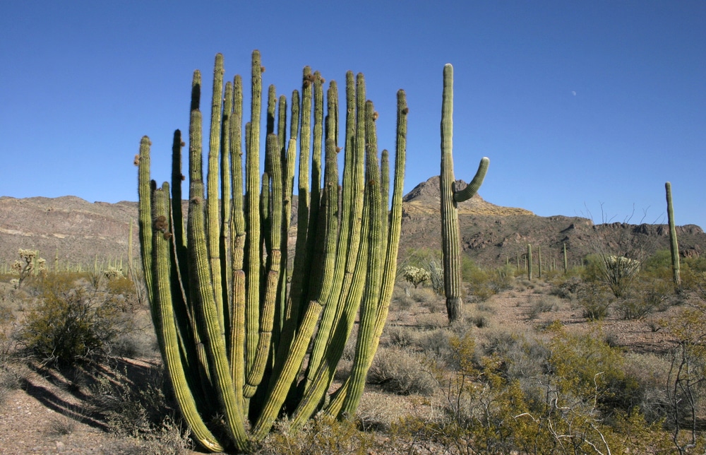 Organ pipe cactus (Stenocereus thurberi)