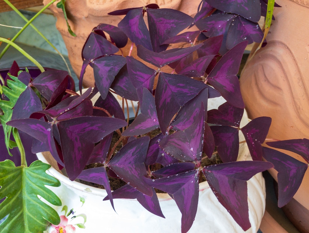 Oxalis Triangularis Care Guide (Purple Shamrock) | Just Houseplants