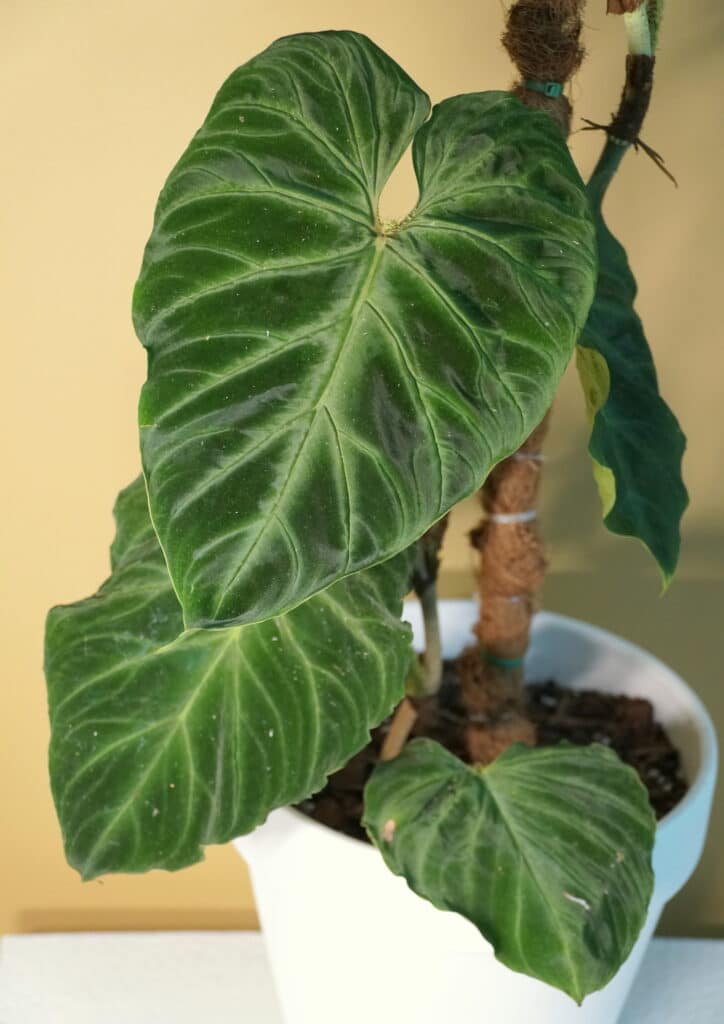 green leaves of Philodendron Verrucosum