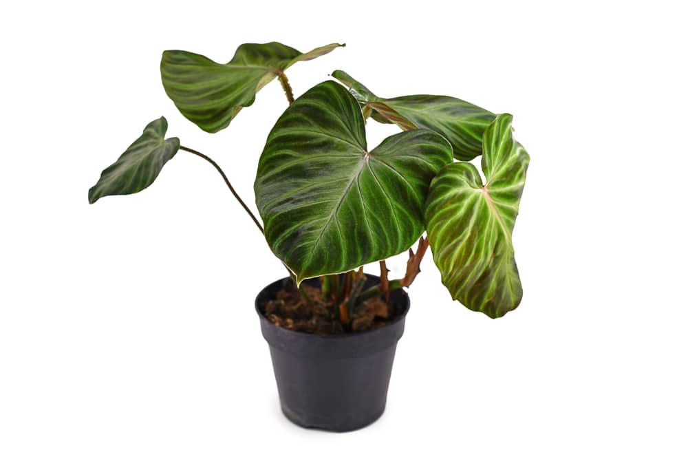 Philodendron Verrucosum