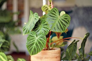Philodendron Verrucosum