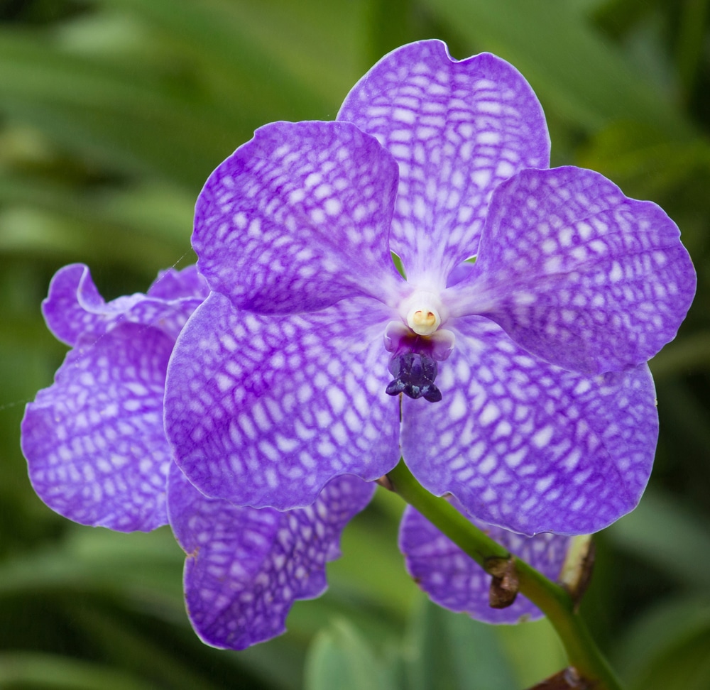 Purple Vanda Orchid