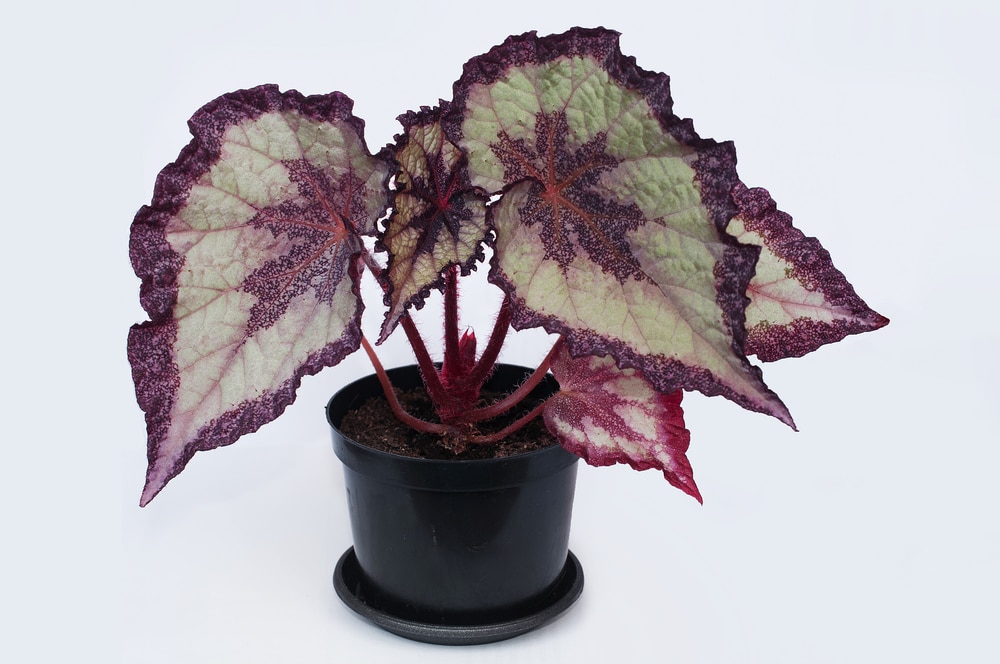 begonia rex