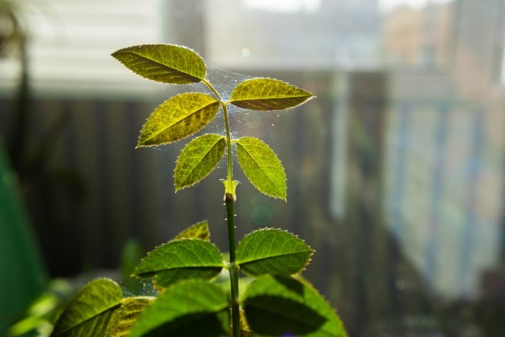 Microscopic spider mites