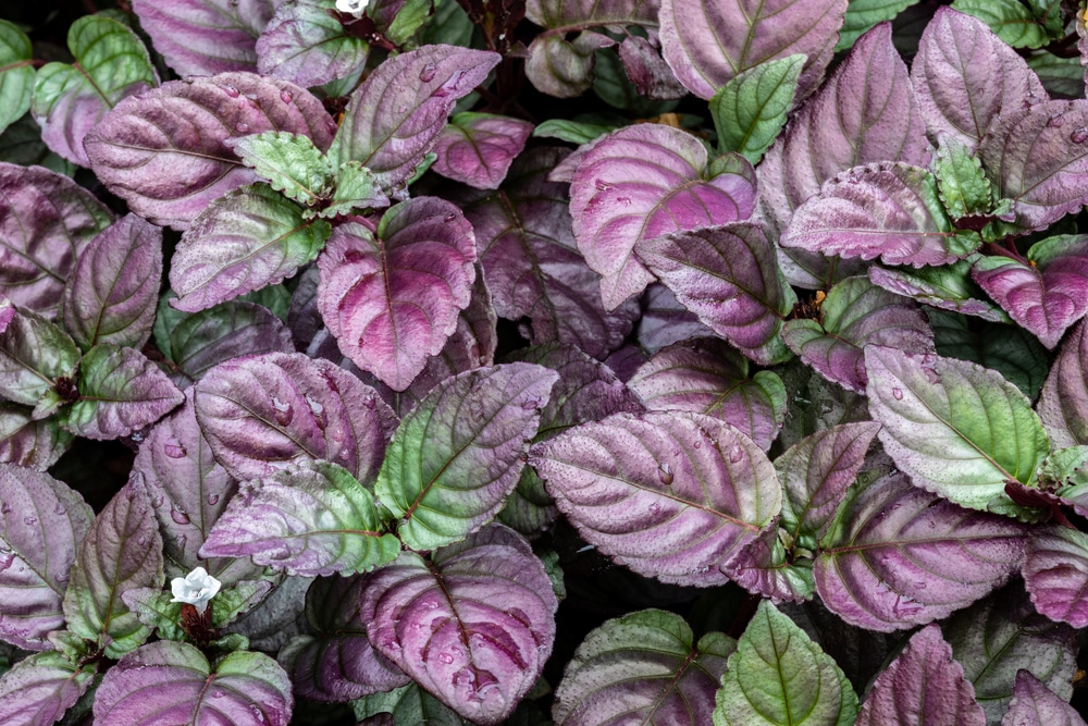 Strobilanthes alternata