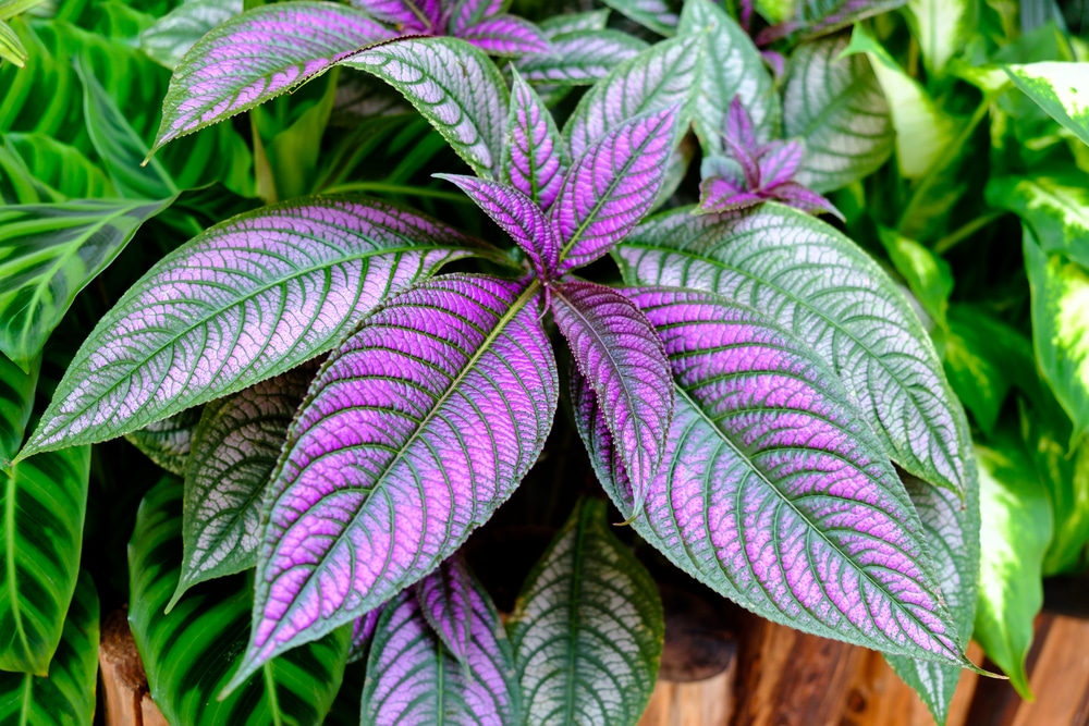 Persian Shield Strobilanthes dyeriana