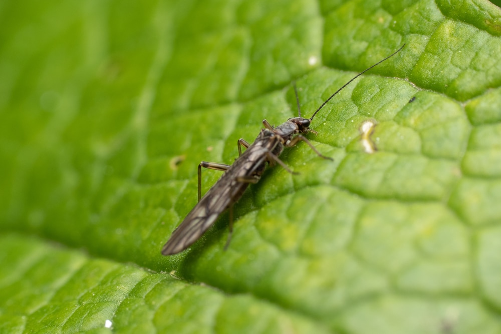 Thrips