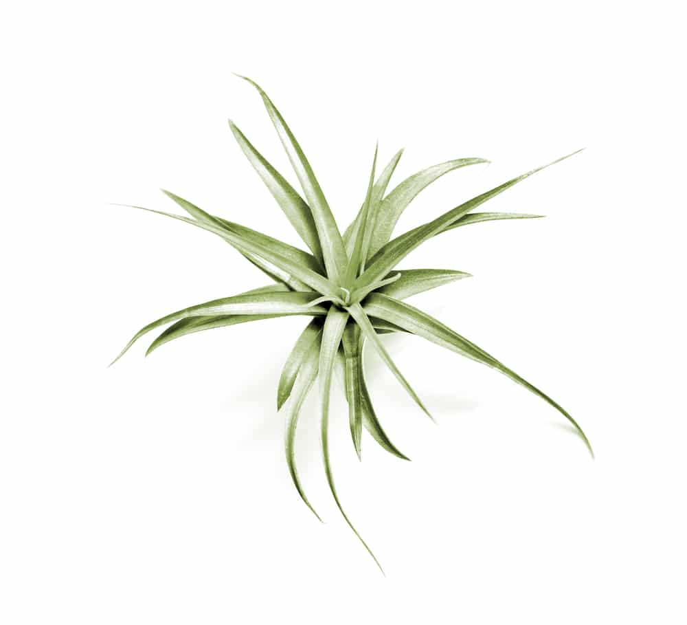 Tillandsia Capitata