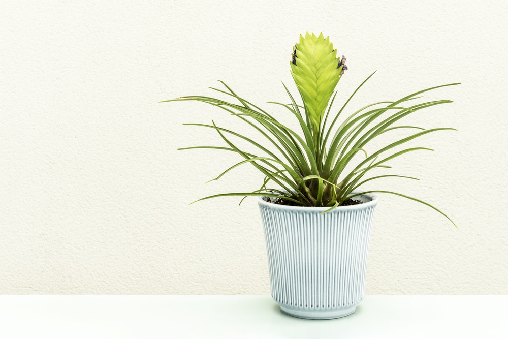 Tillandsia Cyanea