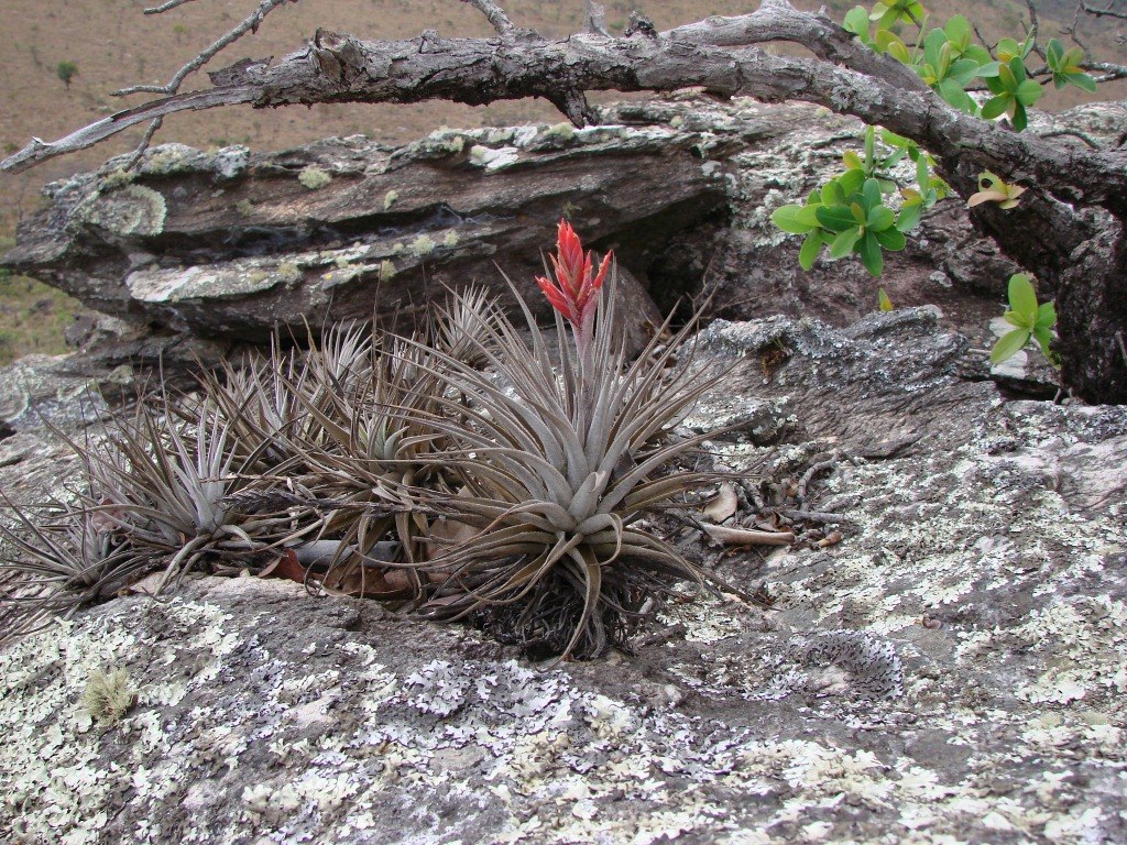 Tillandsia Didisticha