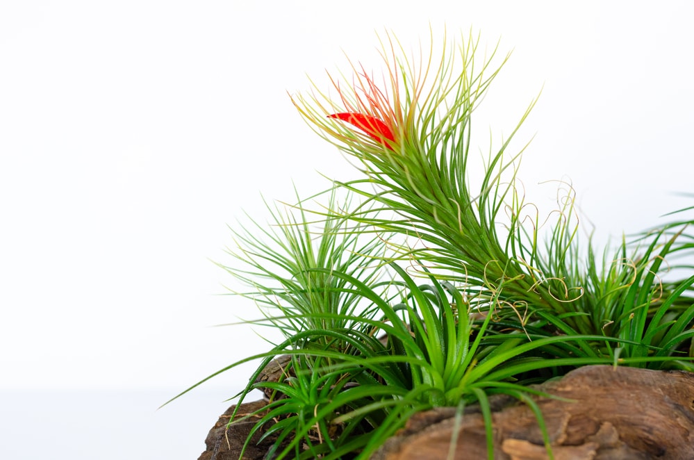 Tillandsia Funckiana