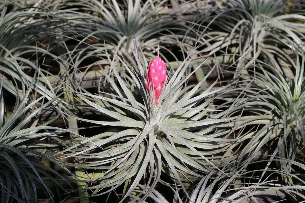 Tillandsia Houston “Cotton Candy”