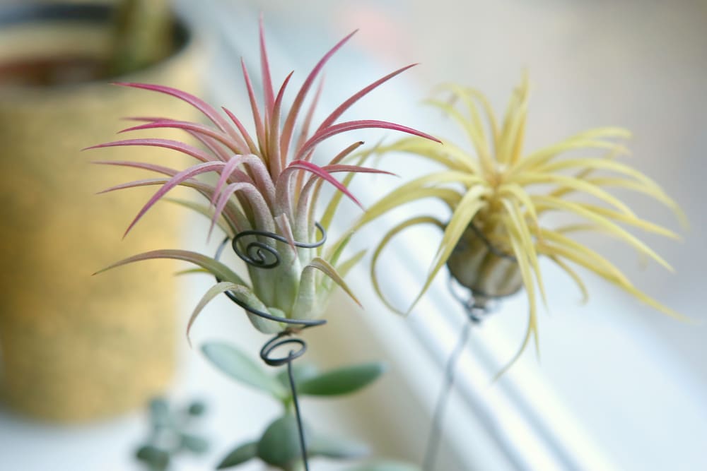 22 Types of Air Plants (Species Guide)