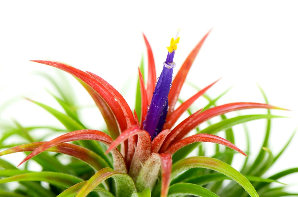 Tillandsia Ionantha ‘Fuego’