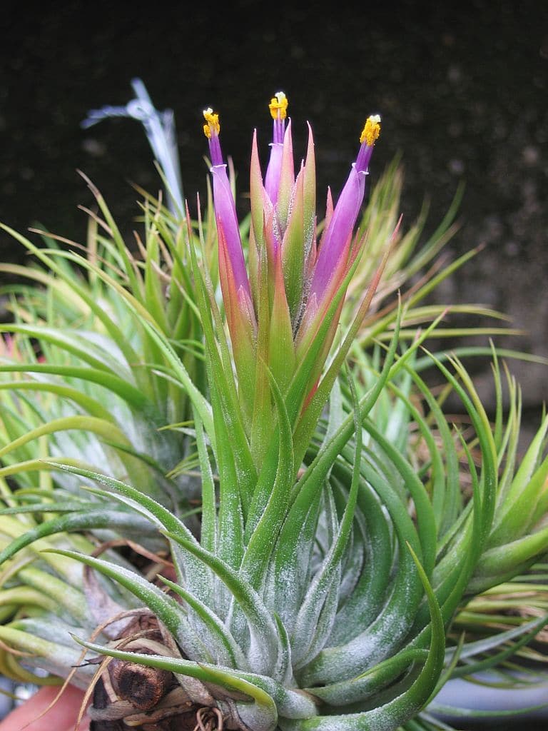 Tillandsia Kolbii