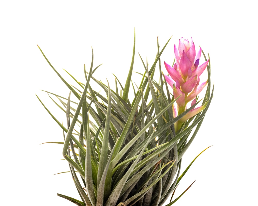 Tillandsia Stricta