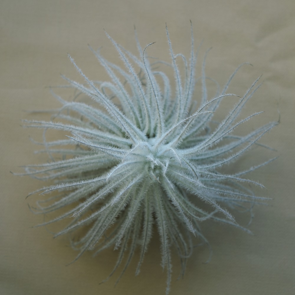 Tillandsia Tectorum