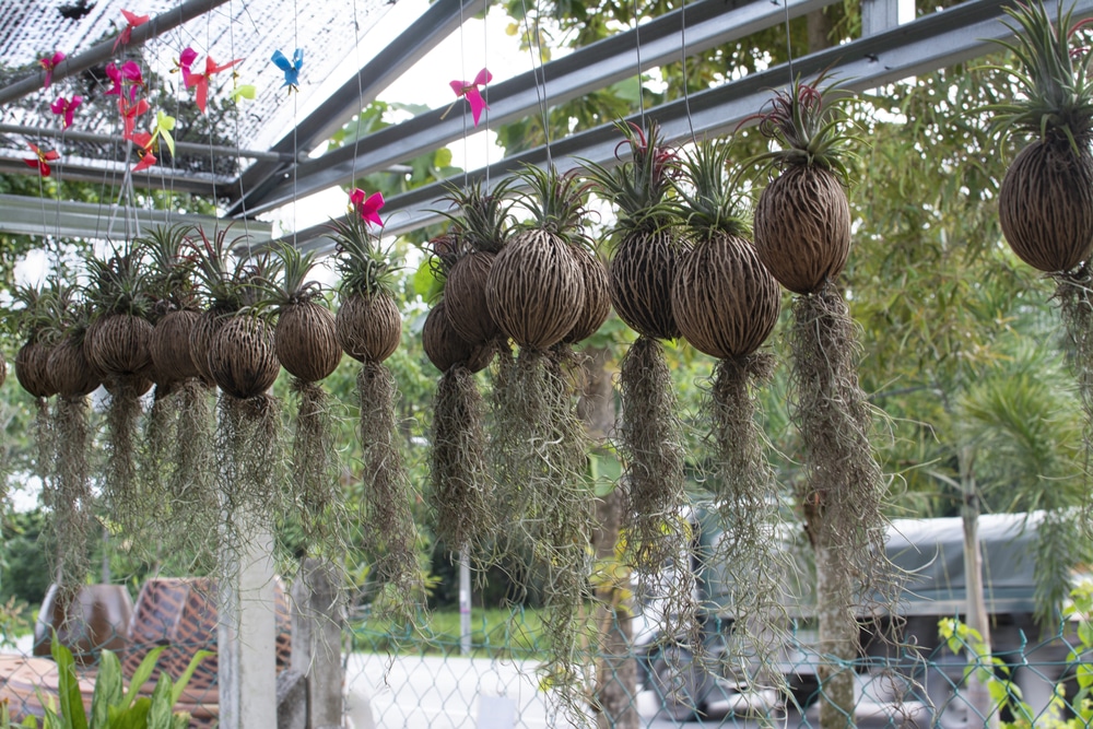 Tillandsia Usneoides