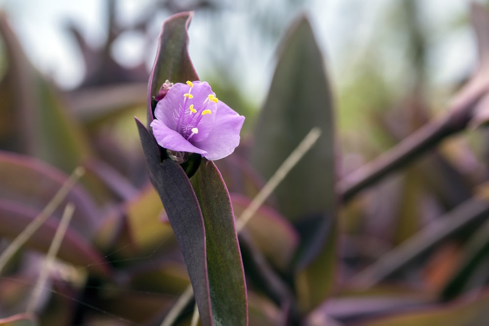 Tradescantia pallida