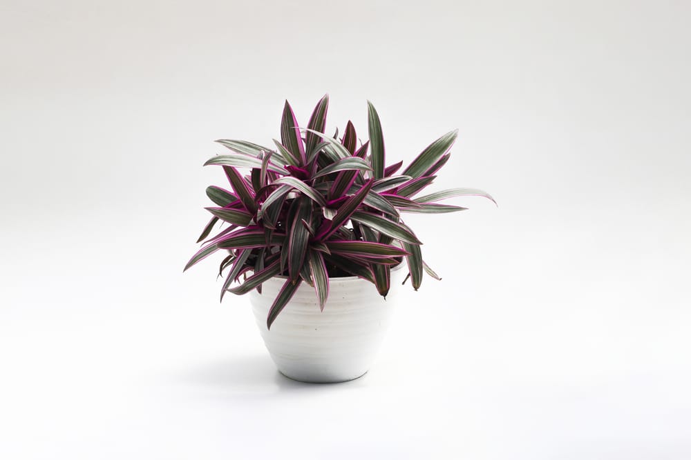 Tradescantia spathacea (Moses in the Cradle)